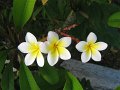 small frangipani